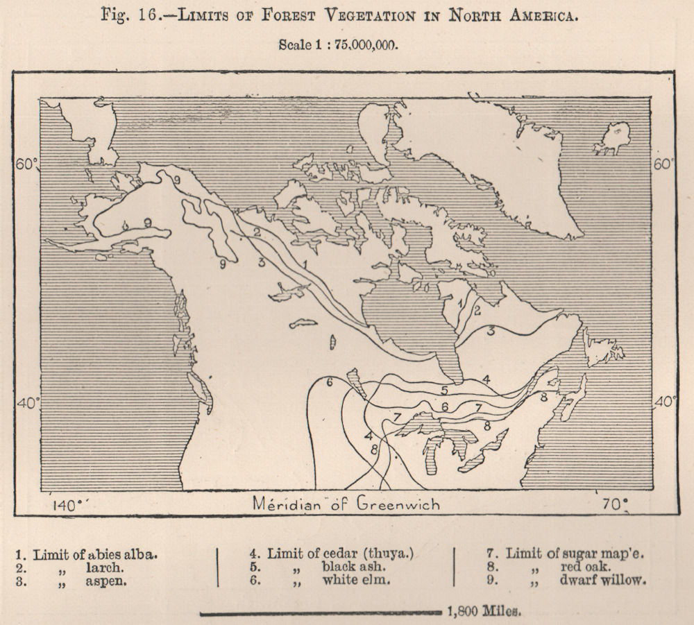 Limits of Forest Vegetation in North America. Canada 1885 old antique map